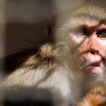 Monkeys escape from Alpha Genesis research facility in South Carolina