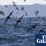 Thousands of dead seabirds are washing up on Australiaâs beaches. Researchers want to know why | Environment