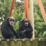 Frail chimps headed from New Mexico to Louisiana chimpanzee sanctuary : Shots